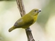 Thick-billed Euphonia (Euphonia laniirostris)