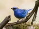Golden-naped Tanager (Chalcothraupis ruficervix)