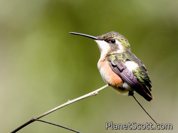 White-bellied Woodstar (Chaetocercus mulsant) - Female