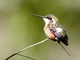White-bellied Woodstar (Chaetocercus mulsant) - Female