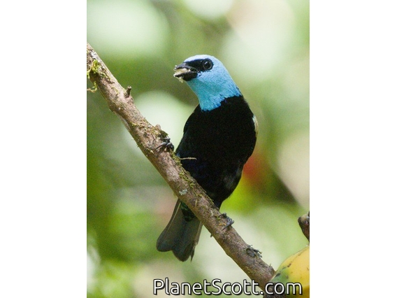 Blue-necked Tanager (Stilpnia cyanicollis)