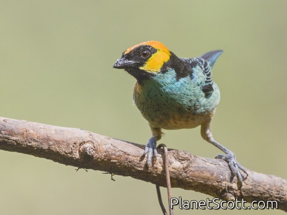 Saffron-crowned Tanager (Tangara xanthocephala)