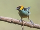 Saffron-crowned Tanager (Tangara xanthocephala)