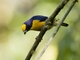 Thick-billed Euphonia (Euphonia laniirostris)