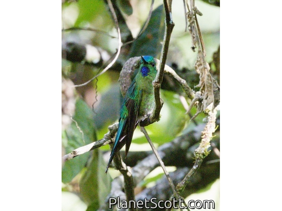 Long-tailed Sylph (Aglaiocercus kingii)