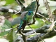 Long-tailed Sylph (Aglaiocercus kingii)