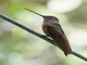 Bronzy Inca (Coeligena coeligena)