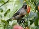 Black-throated Flowerpiercer (Diglossa brunneiventris) - Juvenile