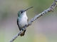 Green-and-white Hummingbird (Elliotomyia viridicauda)
