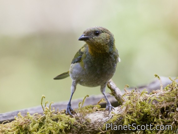 Silvery Tanager (Stilpnia viridicollis)