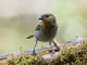 Silvery Tanager (Stilpnia viridicollis)
