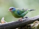 Blue Dacnis (Dacnis cayana) - Female
