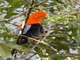 Andean Cock-of-the-rock (Rupicola peruvianus)