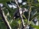 Smoke-colored Pewee (Contopus fumigatus)