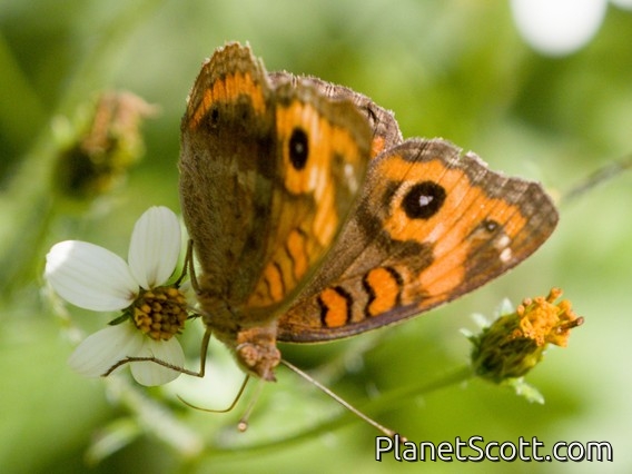 Buckeye Butterfly (Junonia sp)