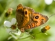 Buckeye Butterfly (Junonia sp)