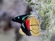 Eighty-eight Butterfly (Perisama humboldtii)