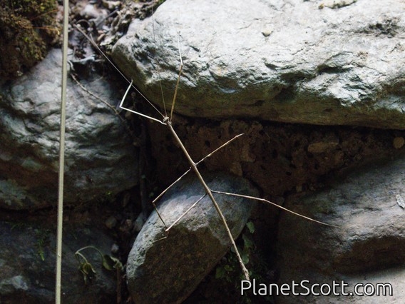 Walking Stick Insect (Diapheromerinae sp)