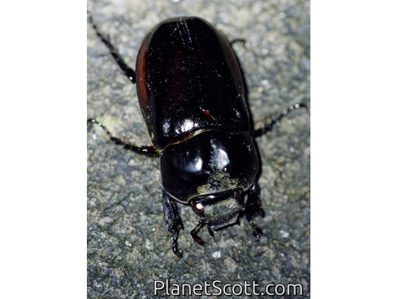 Masked Chafer Beetle (Pucaya pulchra)