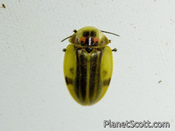 Firefly (Cratomorphini sp)