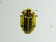 Firefly (Cratomorphini sp)