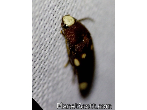 Click Beetle (Physorhinus sp)