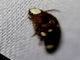Click Beetle (Physorhinus sp)