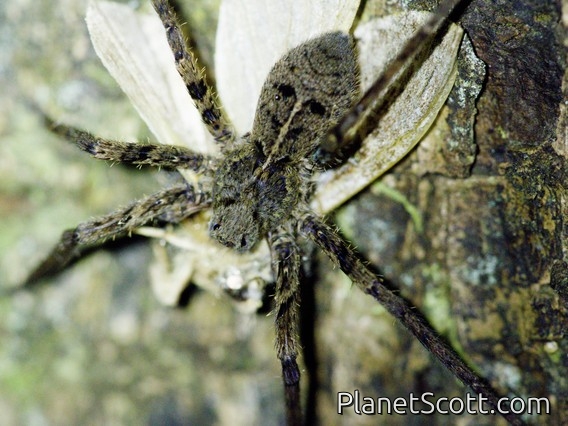 Wandering Spider (Enoploctenus sp)