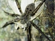 Wandering Spider (Enoploctenus sp)