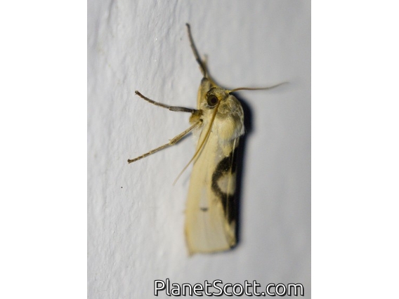 Lichen Moth (Agylla sp)