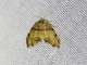 Lichen Moth (Cisthenina sp)