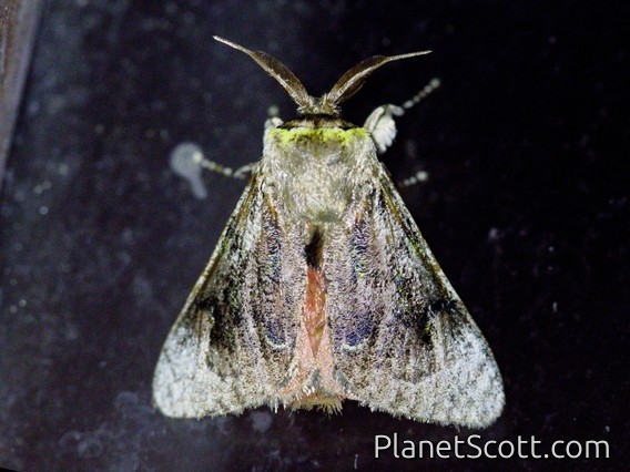 Flannel Moth (Aidos sp)