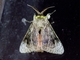 Flannel Moth (Aidos sp)