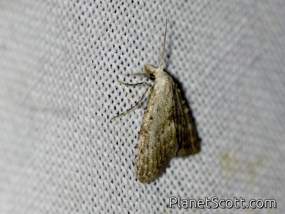 Tufted Moth (Nolini sp)
