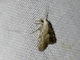 Tufted Moth (Nolini sp)