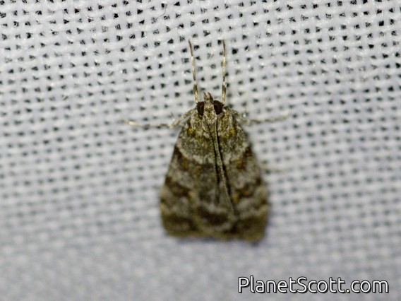 Moss-eating Snout Moth (Scoparia sp)