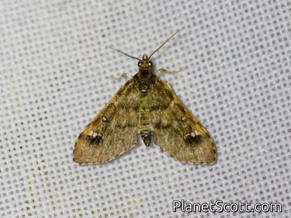 Pearl Moth (Deuterophysa sp)