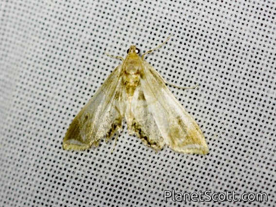Crambid Snout Moth (Crambidae sp)
