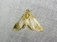 Crambid Snout Moth (Crambidae sp)