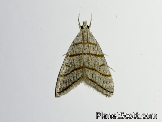 Crambid Snout Moth (Crambidae sp)