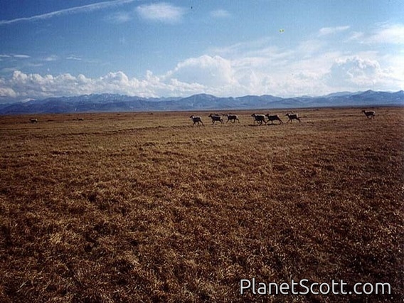 caribou (Rangifer tarandus)