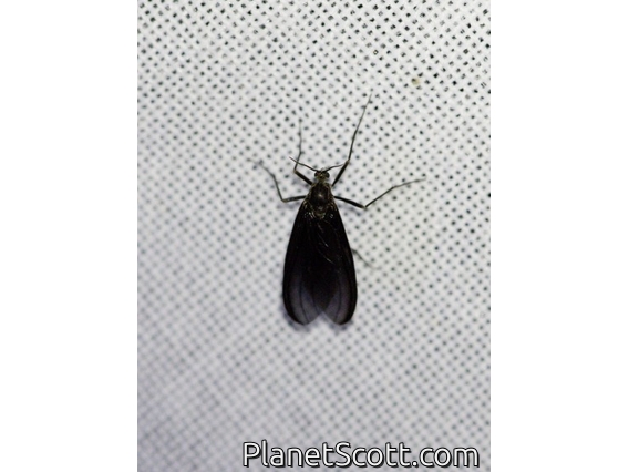Erebid Moth (Erebidae sp)