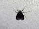 Erebid Moth (Erebidae sp)