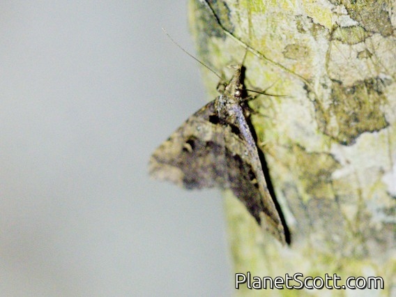 Litter Moth (Erebidae sp)