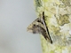 Litter Moth (Erebidae sp)