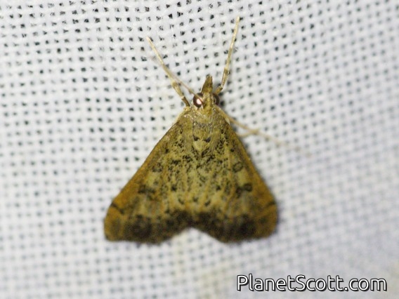 Crambid Snout Moth (Crambidae sp)