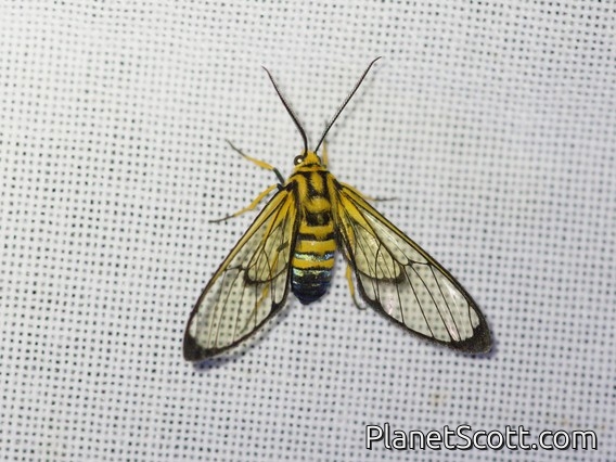 Tiger Moth (Mesothen sp)