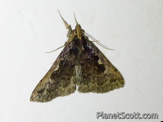Litter Moth (Herminiinae sp)