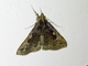 Litter Moth (Herminiinae sp)