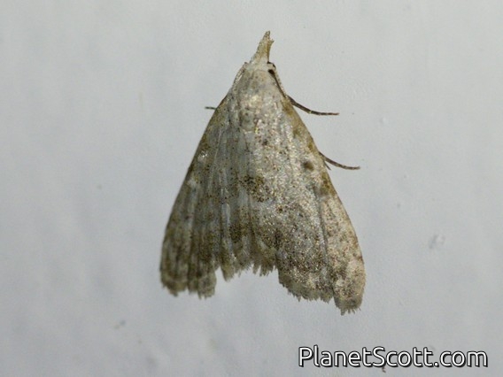 Tufted Moth (Nola sp)